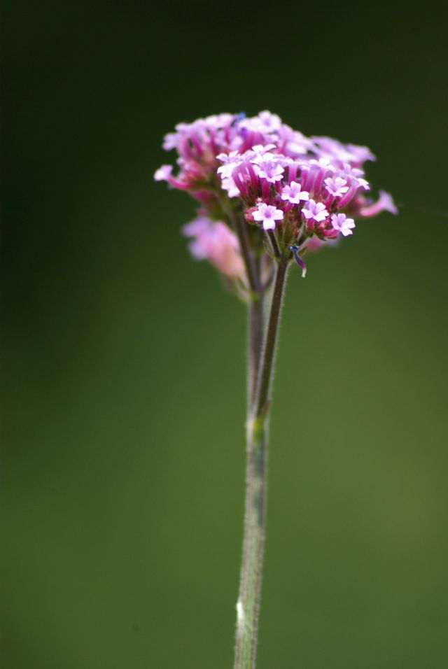 Verbena